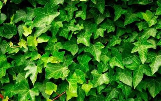  生机■5种能”抑制细菌“的花草，增添生机，放在家中”天然净化器“