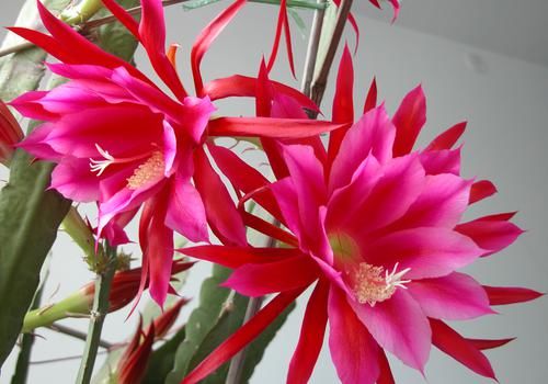  『值得』喜欢养护花卉，就养以下3种花卉，花色艳丽，花朵硕大，值得拥有