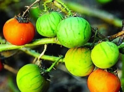  『果实』农村这种植物，果实像番茄，儿时只拿它当玩具，如今才知价值高