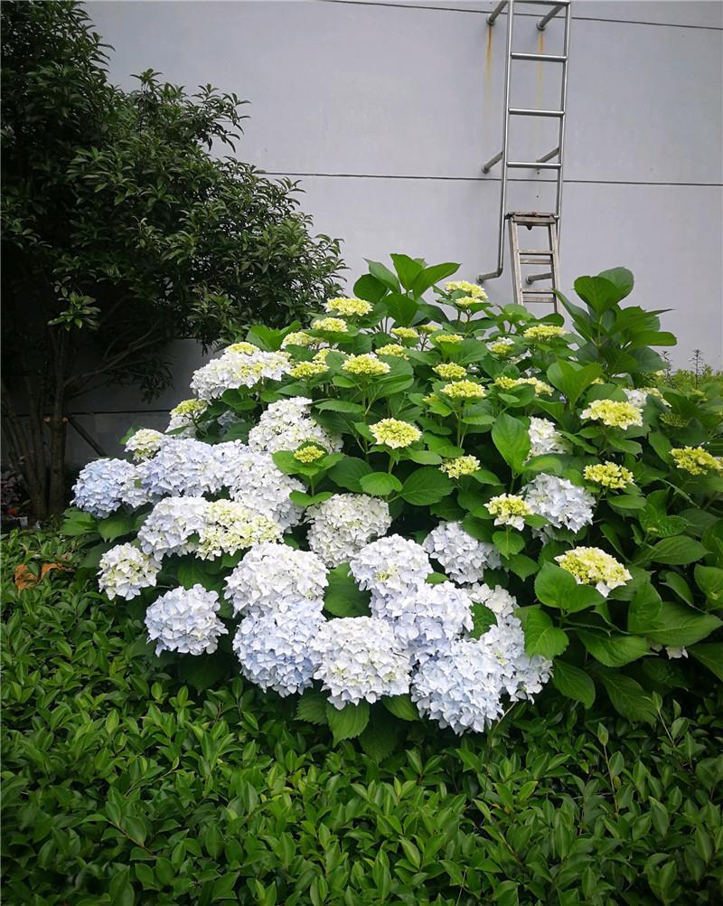  家里的绣球：8年绣球花，身高1米6，年年“剃头”花更爆，养成“镇宅花”！
