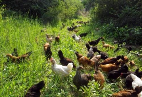  利润@土鸡利润那么高，为什么很多养殖户还是亏损！主要原因有两