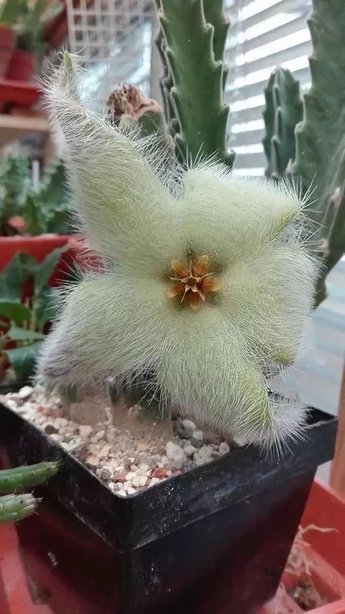  『开出的花』非常罕见的仙人掌，一起欣赏！