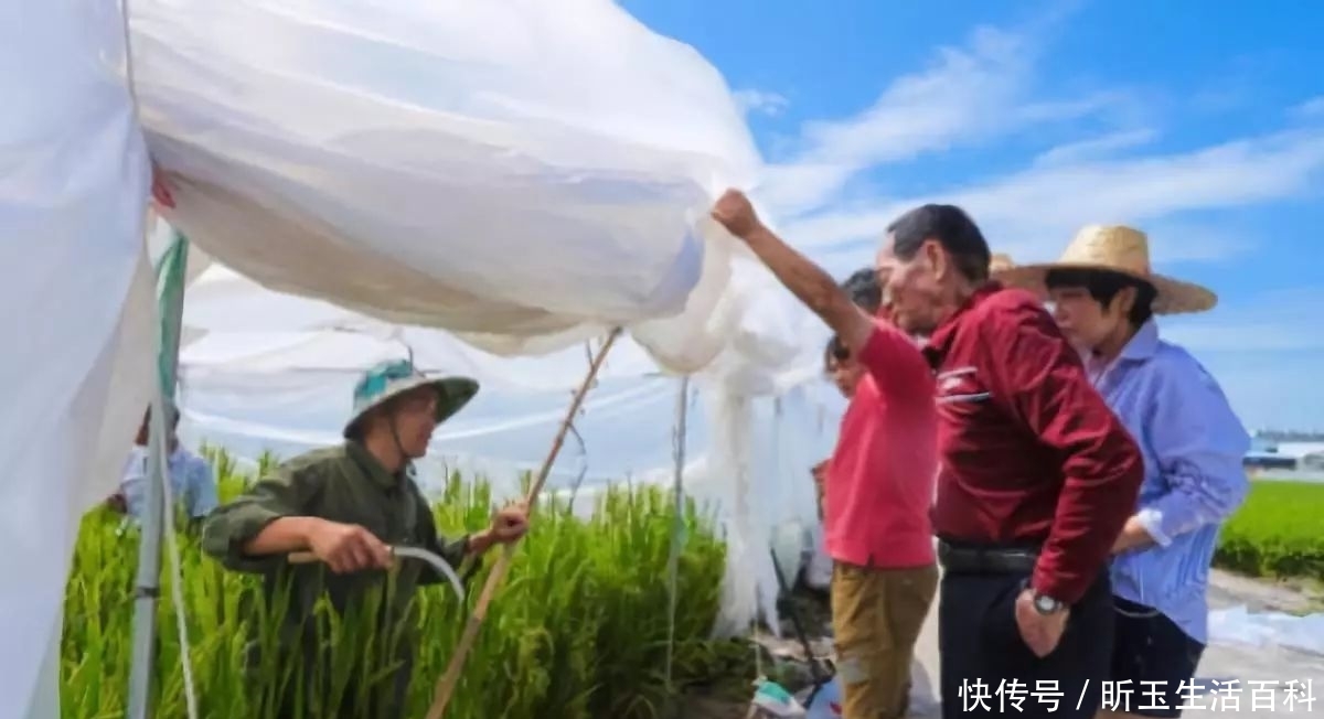  董事长|出任董事长、还有两个目标！袁隆平：我没有想过退休！