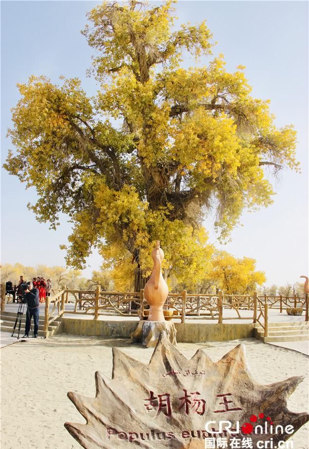 新疆轮台胡杨 千年不朽的传说