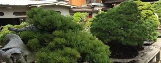 岁寒三友，一组松树盆景佳作欣赏