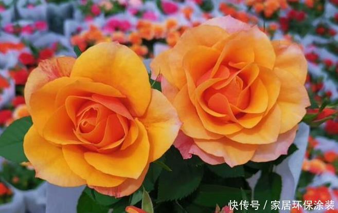  『家里』家里有孩子读书别乱养花，这三种才能增进孩子学业，尤其第三种