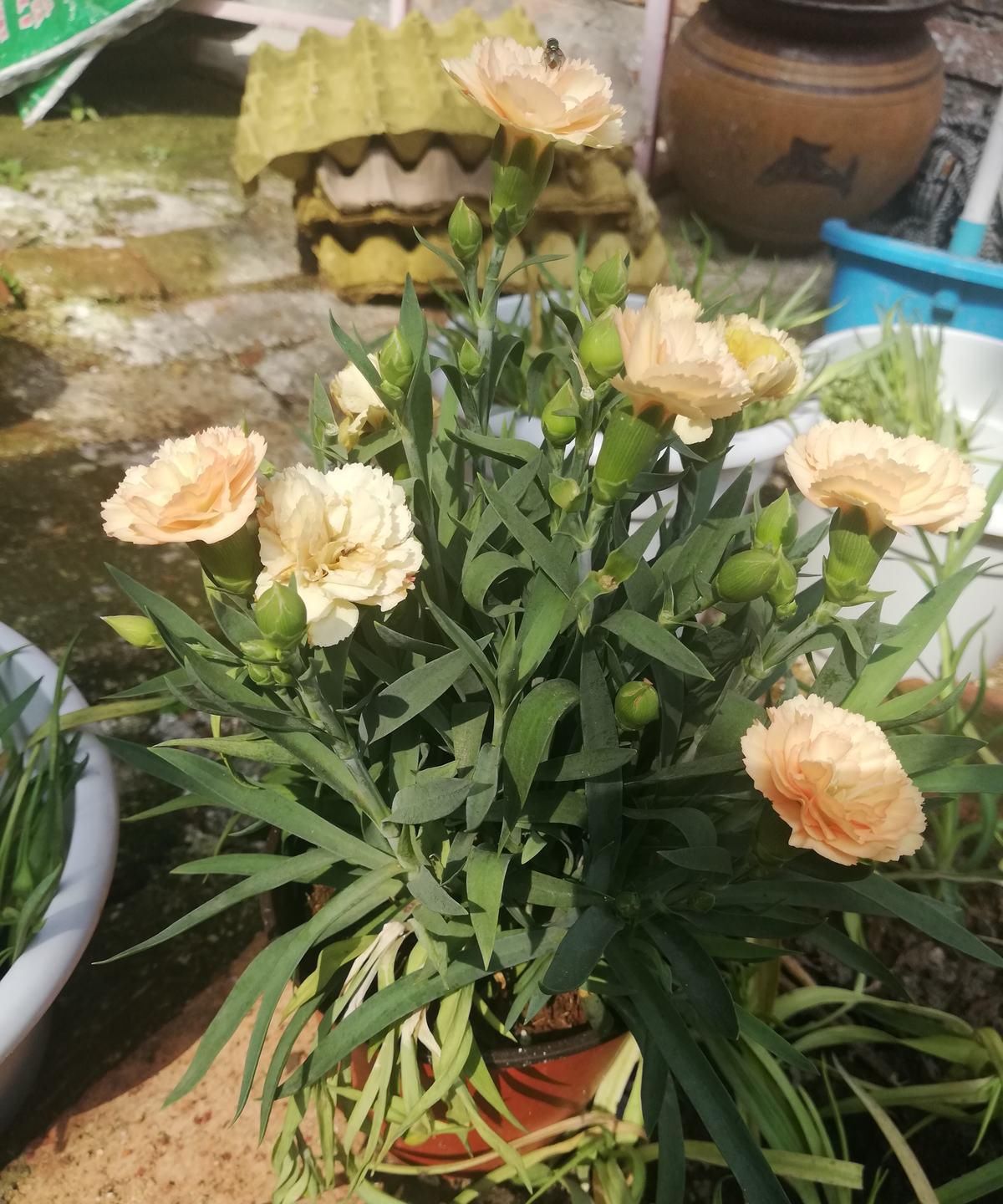  『刚好』现在撒几粒这种子，母亲节刚好长出一捧花，既有心意还省钱！