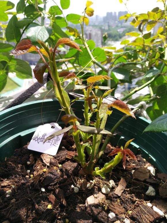  把枝条■一脚踢倒花盆，新枝蹭蹭往外冒，开花量翻倍！