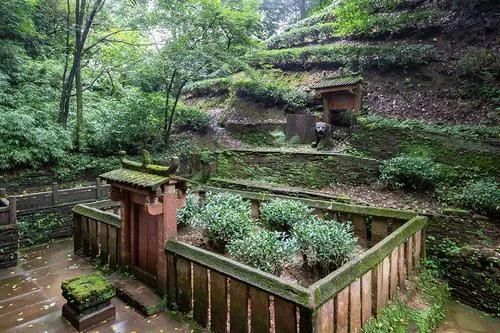 【2020热门旅游景点】四川的雅安却因为天气吸引了众多游客