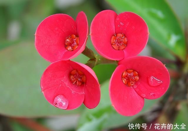 养护|虎刺梅漂亮又好养,不用管,都能全年不间断开花