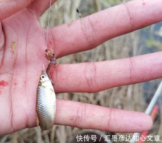 『小鱼虾闹窝』浮漂一直动在那动,但提竿确钓不上来鱼的真正原因,全都在这了