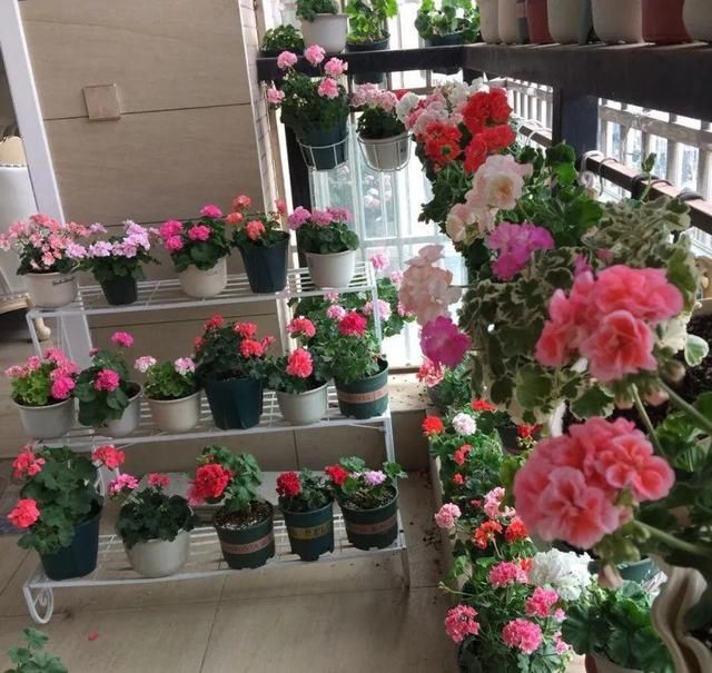  「球老师爱吃薄荷冰淇」封闭阳台养花，防盗窗有大用，1平米也能变花园！