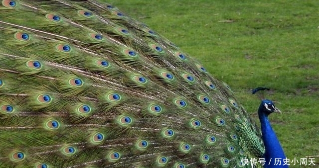  喂养■饲料成本低，一斤卖出100元，养殖新风口？农民：致富经可