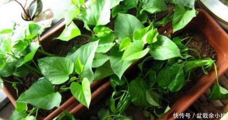  『漂亮』阳台盆栽几盆菜，漂亮又好养，吃完一茬又一茬，够全家吃！