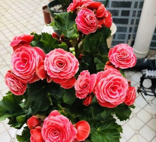 【对光照的需求】11种耐阴花,光不好也能嗖嗖长,开出2米大花墙!