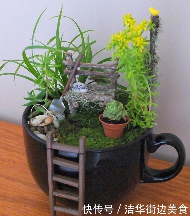  「花园」在家里种盆栽的新姿势，“茶杯花园”你见过吗？
