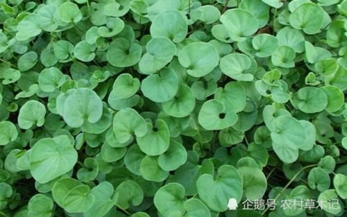  「个头」个头小，还成片生长，50元一斤，见到切勿当杂草