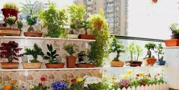 【搜罗】史上最全“懒人植物”大搜罗,看看哪盆才是你的心头好