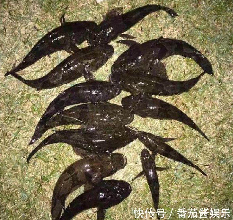  「人工湖」消失的西湖名鱼，再现公园人工湖，被当成清道夫捞起