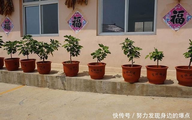  『果子』一个花盆就能种的果树来了，一个果树挂上百个果子，味道鲜美