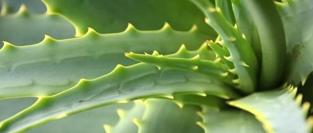  『植物』植物语言｜世纪植物龙舌兰