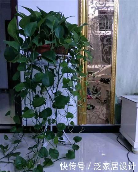 绿萝|绿萝爱吃“浆糊糊”,给它来点,不仅爆盆,还猛长枝条!