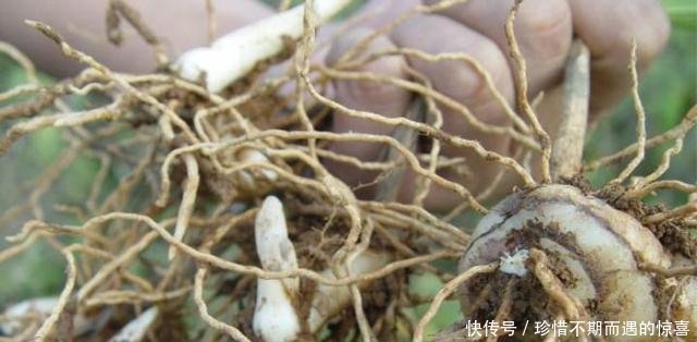 农民种植“土黄金”，三年一采收，亩产1200斤，每斤110元