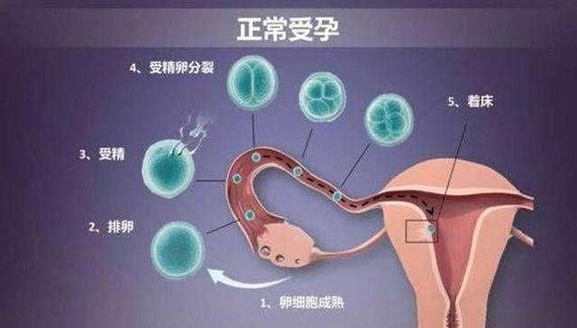 【受精】宝宝的性别是受精时决定,还是成型时决定的呢?