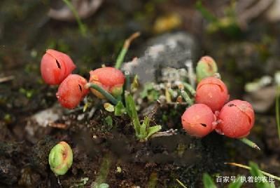  果子：它在民间不是普通物，价值高得很，真的好珍贵，请高抬贵