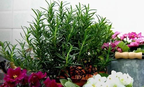  「空气」3种草花香气浓，净化空气驱蚊虫，让你天天睡得香