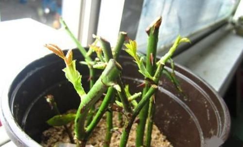  漂亮■1种好养的花，现在折个枝，插到花盆，养2年，家里家外成花园