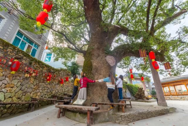 浙江一座平凡的村庄，因为一棵千年樟树，整个村子都有钱了！