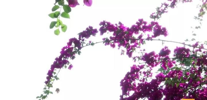 热！热！热！你以为“秋老虎”来了，错！还好要降雨了…