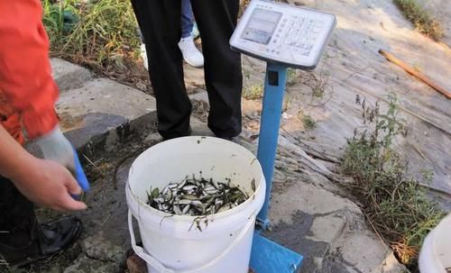  [生态]诸暨45万尾石斑鱼投入15条生态河道，今年投放量是往年的2
