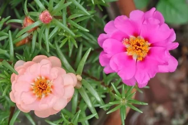  「充足的光照」容易开花、耐养、易繁殖的7种盆栽植物，光照充足的阳台多种几盆