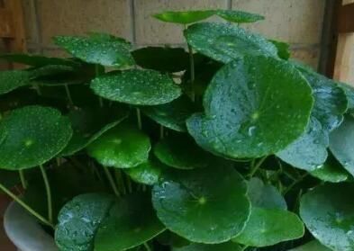  『花草』这3种花，就喜欢淋雨，越淋雨长得越快，叶子窜满盆，开花多！