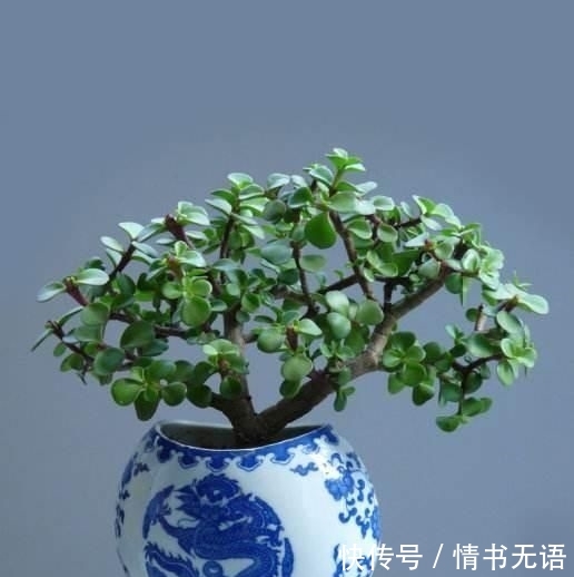  『观赏价值』金钱树、富贵竹，都不如这4种花，招财纳福又镇宅，越养越值钱！