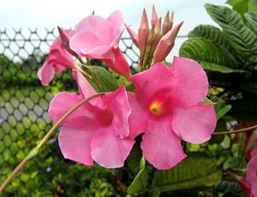  龙沙宝石■家里就养这5款花，放家里助于睡眠，便宜又好打理，四季开花不断