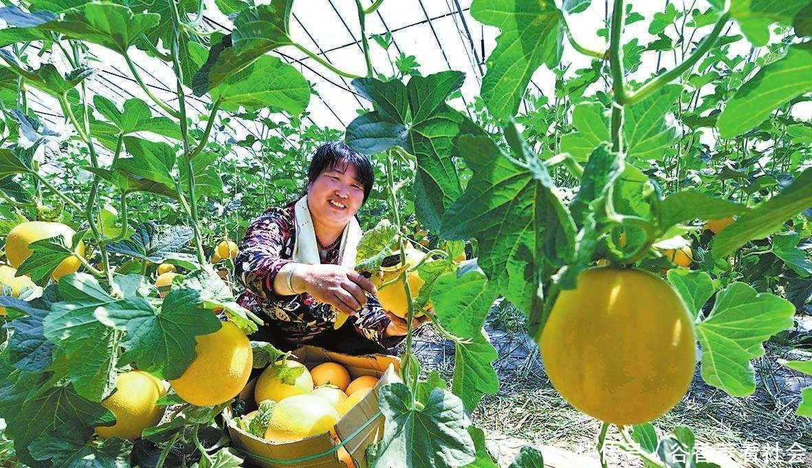  「种植出来」在农村，农民说“要想穷，种大棚，要想败家，就种