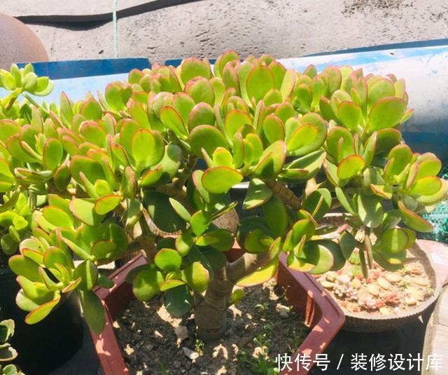 『忍不住』燕子掌长徒了怎么办?网友的神操作,我也是醉了,忍不住哈哈大笑