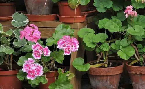  入秋@4、5月逛花市,见到6种花“管住手”,度夏难,喜欢就入秋再买!