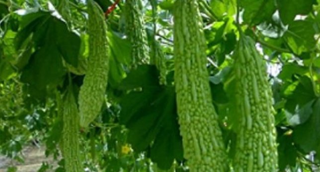  村子@中国这个村子农民宁愿耕田，也不出去打工，究竟是为何？