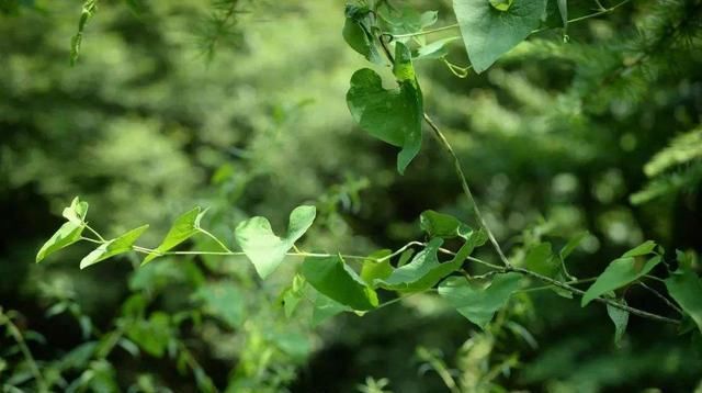  [特别]这种植物太珍贵，长在野外，却无人认识！