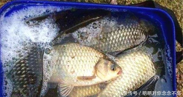 『鱼情』走水钓鱼并不难,这4点相结合,效果更好