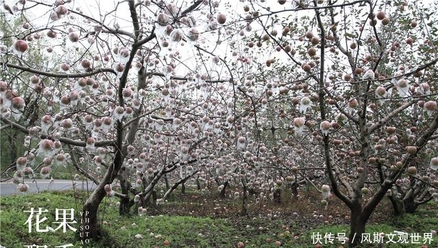 中国苹果的困惑:走日本的道路,还是走欧美的道