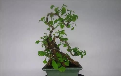  身价：这六种植物越养越值钱，在家养几年，身价翻几倍！你家有几种