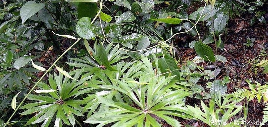  雨伞：农村一种像雨伞的野草，以前无人问津，现在一斤50元被大量收购