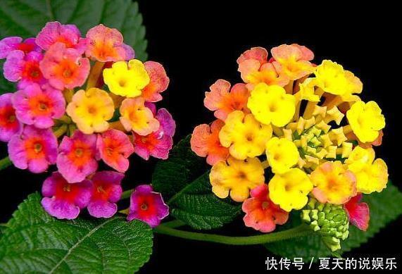  「千万别」卧室千万别养这三种花，香得头昏脑胀，对身体没好处！