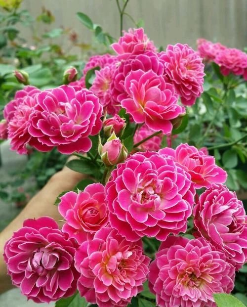  养花■养花就养这几款，花姿妖娆，盛开时繁花似锦，养在家中太美了