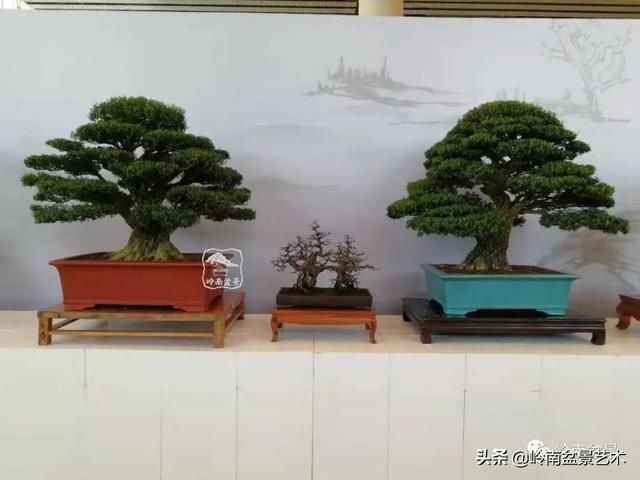  「作品」有年功的盆景，品相好，价值高！